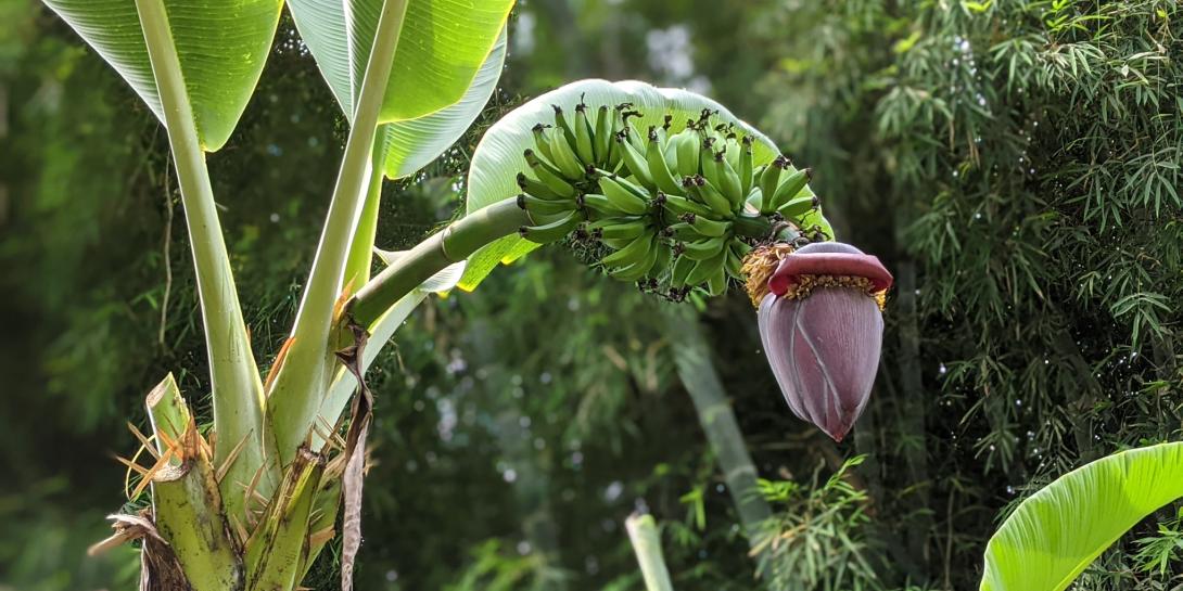 Ogród botaniczny Eden Project - Bananowiec